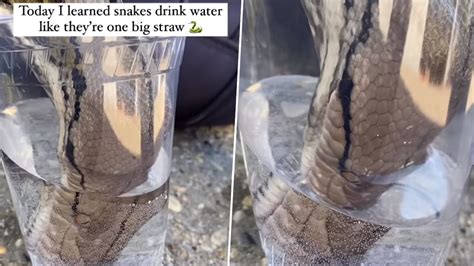  The Thirsty Snake:  A Serpent's Journey for Water, Filled with Cunning and Unexpected Friendship